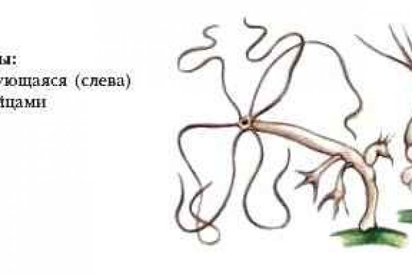 Kraken сайт kraken torion